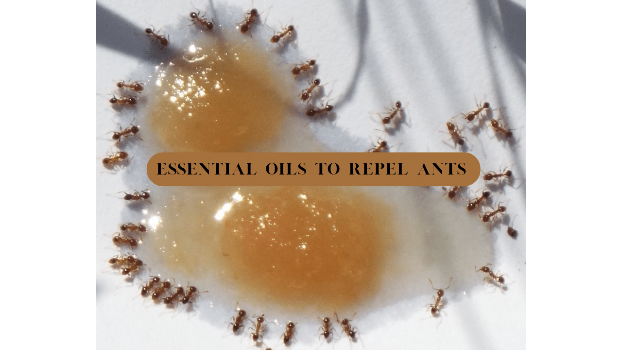 Essential oils to repel ants thumbnail